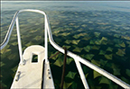 Mass Migration of Stingrays